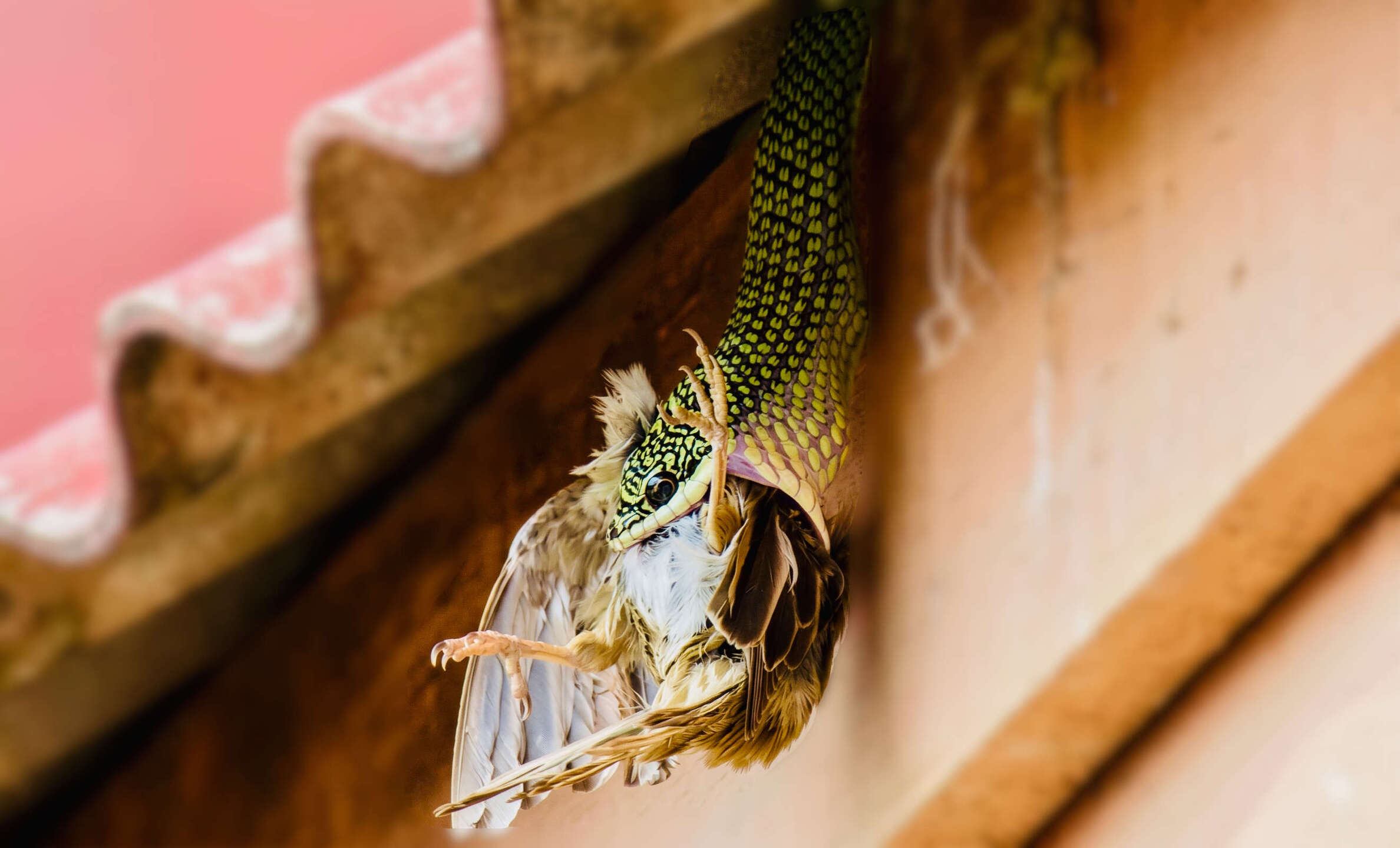 Cobra voadora tem habilidades que a permitem passar de uma arvore para outra