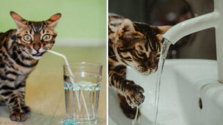 Fontes com água corrente, sachês, gelo e recipientes bem posicionados estão entre as medidas que podem estimular o consumo de água entre os felinos.