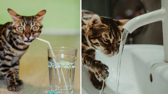 Fontes com água corrente, sachês, gelo e recipientes bem posicionados estão entre as medidas que podem estimular o consumo de água entre os felinos.