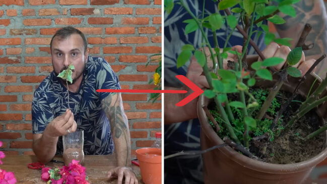 Aprenda o passo a passo seguro para fazer mudas de plantas a partir de galhos usando uma miniestufa caseira de custo totalmente zero.