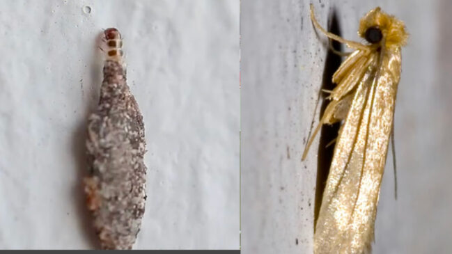 Mistura com água, álcool e óleo essencial pode ajudar a afastar traças do armário. Foto: Reprodução/Youtube Receita caseira surge como alternativa natural para proteger roupas contra traças. Foto: Reprodução/Youtube Solução simples com 3 ingredientes aj