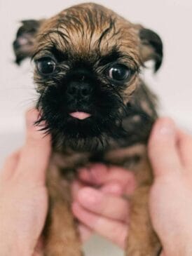 O cheiro de cachorro molhado tem origem em bactérias e leveduras presentes na pele do animal. Esses microrganismos produzem substâncias odoríferas que se espalham com mais facilidade quando o cachorro entra em contato com a água.