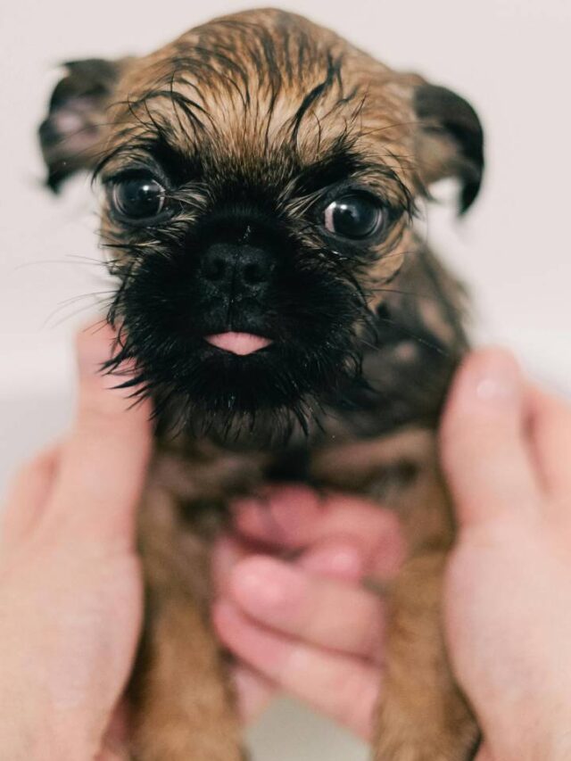 Saiba como usar vinagre de maçã no banho do seu cachorro