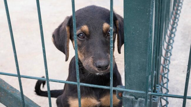 Reclassificados como animais de estimação, cães ganham proteção legal e deixam de ser tratados como gado