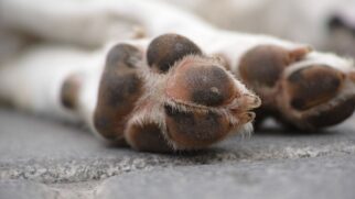 Cães que apresentam respiração muito ofegante ou cansaço extremo podem estar sofrendo os primeiros efeitos de uma insolação severa