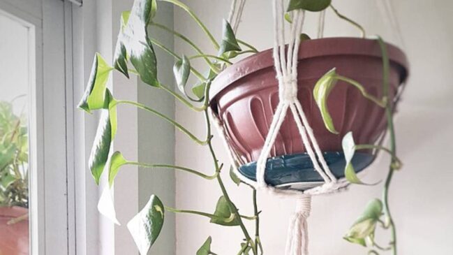 Jiboias e suculentas estão entre as plantas mais populares para cultivo dentro de casa