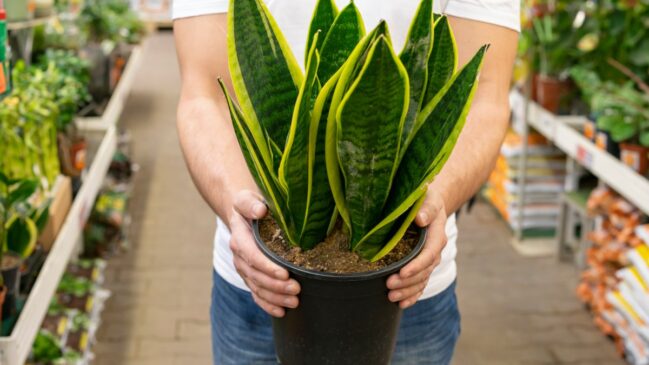 Saiba como a espada-de-são-jorge limpa poluentes da casa segundo a NASA. Veja o guia de cultivo, tipos e cuidados contra a toxicidade.