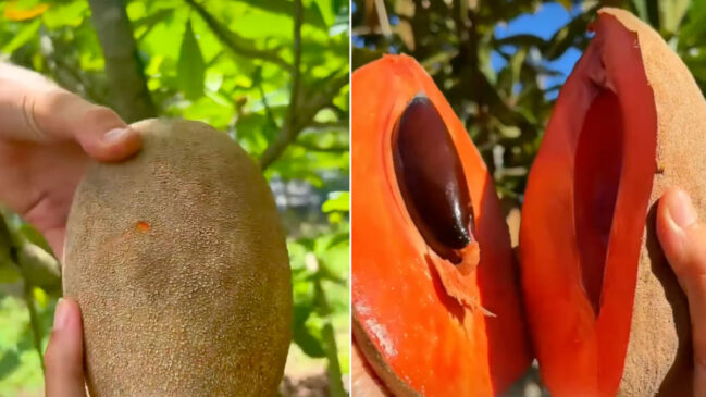 Cultivada por astecas, a fruta gigante sobreviveu aos séculos e surpreende com polpa que mistura batata-doce e damasco em um doce natural.