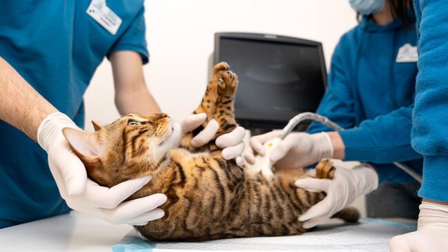 Moradores de Porto Feliz, no interior paulista, terão a oportunidade de garantir atendimento veterinário para cães e gatos por meio do Consultório Veterinário Móvel