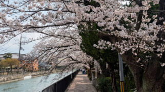 Com turismo em alta, florada das sakuras transforma o Japão em destino para quem busca desacelerar e vivenciar a primavera