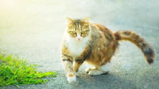 Estudo mostra como a flexibilidade da coluna torácica permite que gatos se reorientem no ar antes de tocar o chão