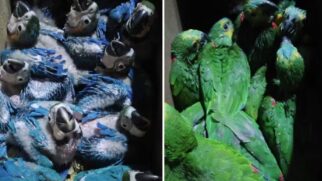 O tráfico também aumenta a probabilidade de surgimento e disseminação de novas zoonoses, expondo comunidades humanas a riscos sanitários ainda pouco estudados