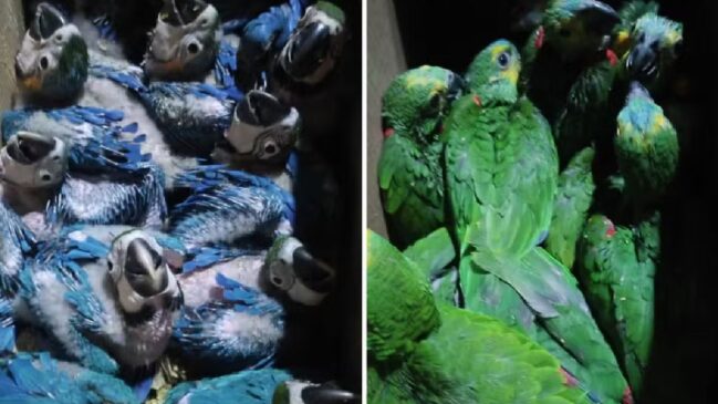 O tráfico também aumenta a probabilidade de surgimento e disseminação de novas zoonoses, expondo comunidades humanas a riscos sanitários ainda pouco estudados