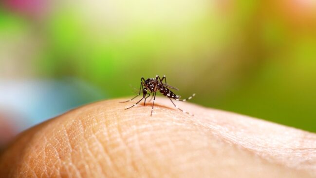 Estado de São Paulo registra queda histórica de casos de dengue em 2026