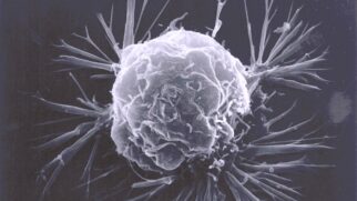 Segundo o divulgado, testes em humanos ainda estão longes de acontecer