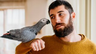"fala" dos papagaios é, na verdade, uma forma sofisticada de imitação. Eles não compreendem o significado abstrato das palavras como nós, mas são mestres em associar sons a contextos, pessoas ou objetos.