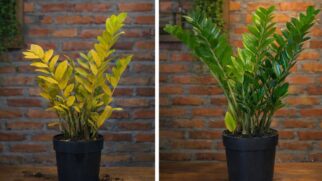 Pequenos erros na rotina de jardinagem podem estar matando suas plantas aos poucos