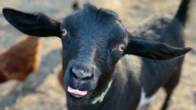 Novo subgêneros de jogos simuladores malucos explodiu após o lançamento do icônico 'Goat Simulator'