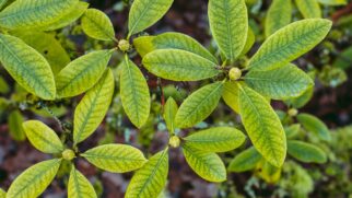 Atualmente, o uso da janaúba no tratamento oncológico é utilizado apenas no campo experimental