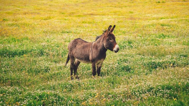 Cenário para o animal, que é símbolo cultural especialmente no Nordeste, é crítico