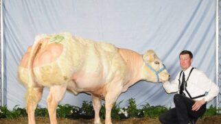 Raça com genética rara impressiona pelo tamanho e levanta debate sobre seleção animal
