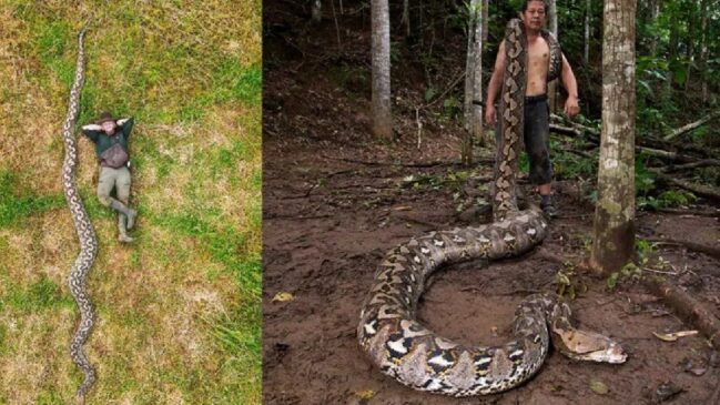 Serpente foi localizada na ilha de Sulawesi pelo fotógrafo de vida selvagem Radu Frentiu