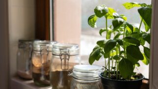 Prática comum em cozinhas francesas usa ervas aromáticas vivas para ajudar a neutralizar cheiros fortes e deixar o ambiente mais agradável