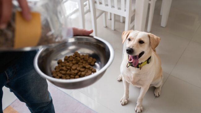 Veterinária explica erros frequentes na alimentação de pets e mostra como pequenas mudanças ajudam a melhorar saúde e qualidade de vida