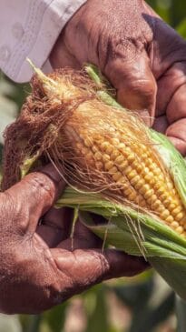 Por ser rico em celulose e demorar mais para se decompor, o miolo do milho também entra nessa lista. Segundo especialistas em jardinagem, ele pode contribuir para aumentar a porosidade do solo e melhorar a circulação de água.