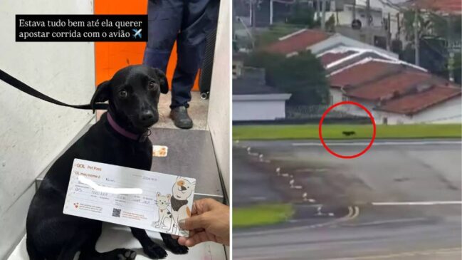 Segundo a Aena, responsável pela administração do terminal, a interrupção foi necessária por segurança