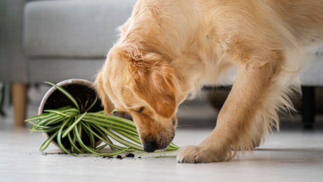 Especialistas em medicina veterinária alertam que espécies populares podem causar problemas graves de saúde em pets
