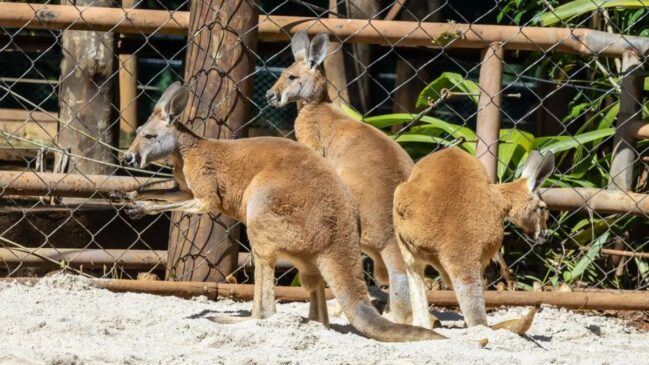 Três dos animais são fêmeas e um é macho