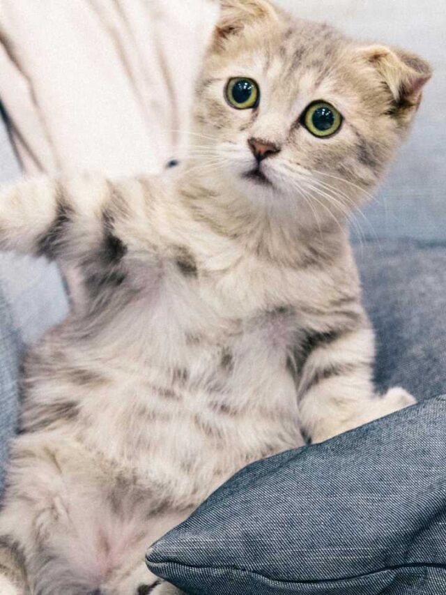 Cientistas têm resposta definitiva do porquê os gatos sempre caem de pé