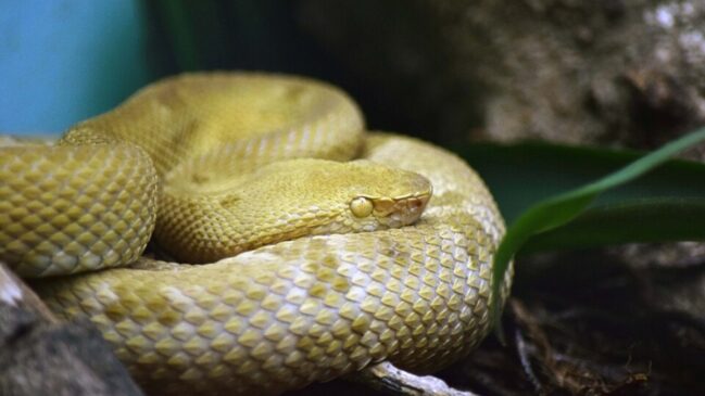 De centros científicos a zoológicos, locais ajudam a conhecer melhor esses répteis e entender seu papel na natureza