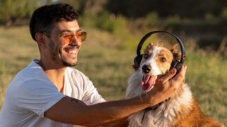 Estudo com cães de abrigo mostrou mudanças reais no comportamento após exposição a ritmos mais suaves e previsíveis