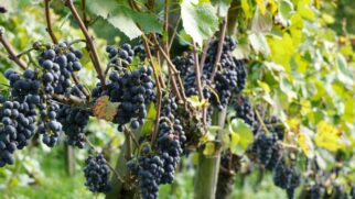 Evidências arqueológicas e registros históricos mostram como o vinho sobreviveu ao tempo e assumiu diferentes papéis em várias civilizações