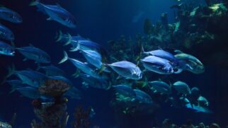 O ponto mais profundo conhecido do oceano desafia a engenharia, amplia o estudo da vida extrema e continua a intrigar a ciência
