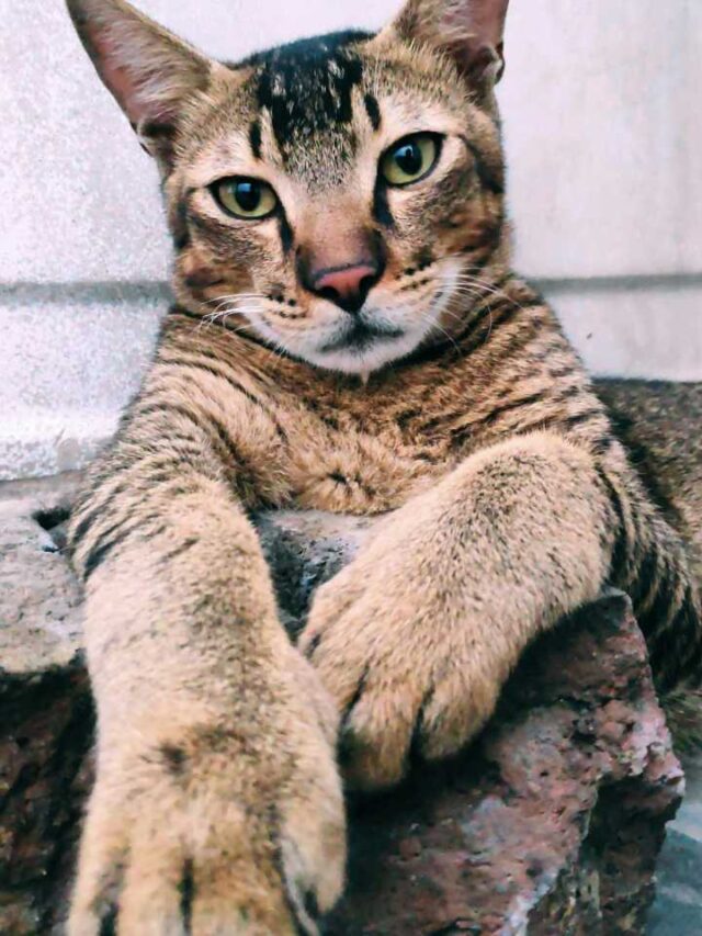 Um simples ‘carinho’ em um gato pode causar uma doença fatal
