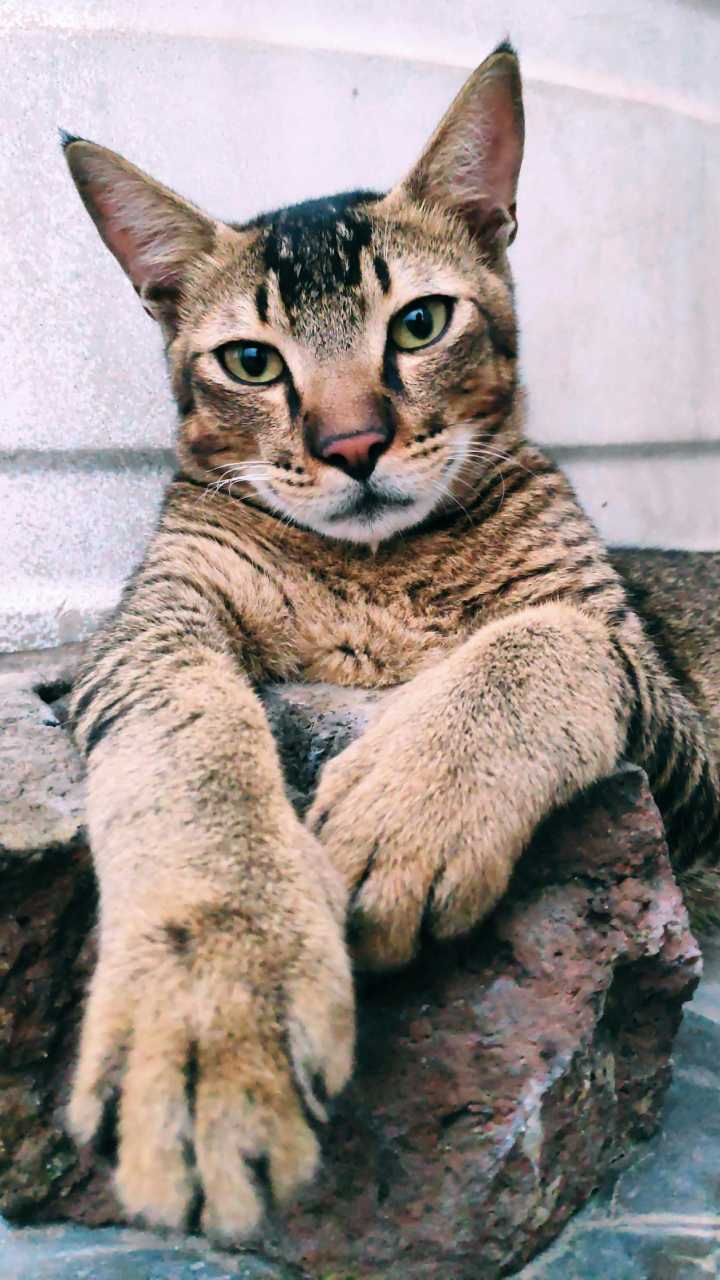 Um simples ‘carinho’ em um gato pode causar uma doença fatal