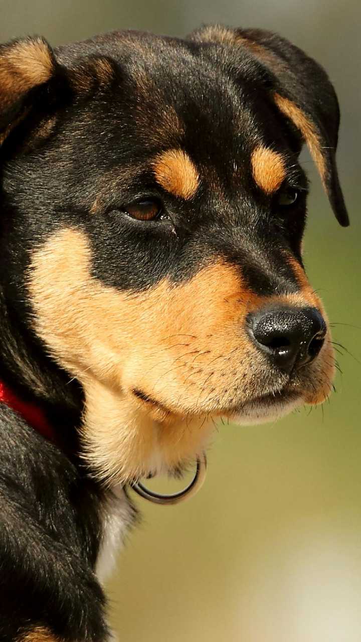 Adeus, coleira comum: conheça o acessório que permite ‘ligar’ para seu pet