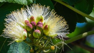 Fruto típico do Cerrado também apresenta compostos que ajudam no controle da inflamação e do colesterol