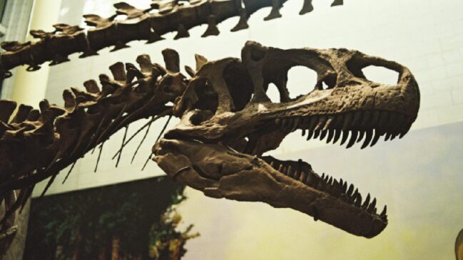 O animal, menor que uma galinha, chama atenção pelo tamanho inesperado e pelo contraste com a imagem clássica dos dinossauros