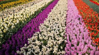 Milhões de tulipas florescem todos os anos e reforçam a posição da Holanda como líder global na produção de flores
