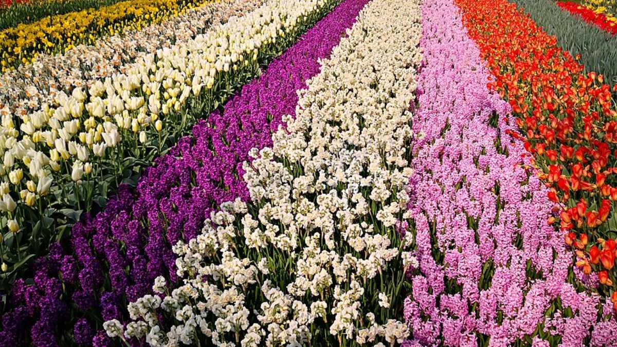 Milhões de tulipas florescem todos os anos e reforçam a posição da Holanda como líder global na produção de flores