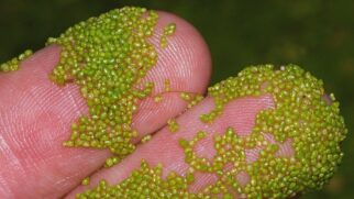 Embora exista em rios e reservatórios brasileiros, o consumo humano exige cultivo controlado e ainda é limitado no Brasil