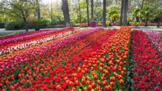 Primavera é considerada alta temporada turística na Holanda, o que impacta o valor das diárias