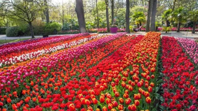 Primavera é considerada alta temporada turística na Holanda, o que impacta o valor das diárias