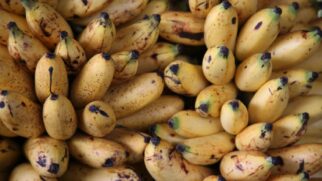Veja quando a fruta muito madura ainda pode entrar na dieta e quais sinais indicam que já é hora de descartar