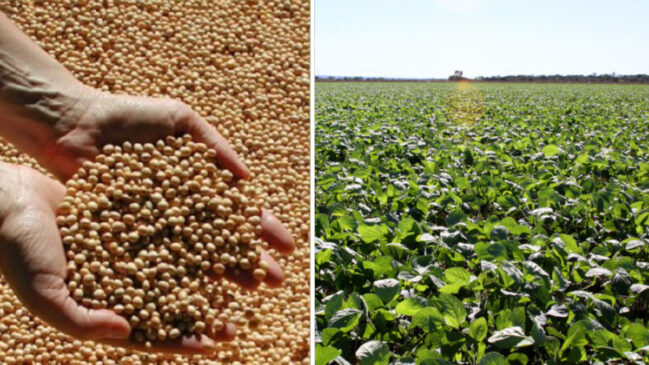Pesquisa feita em Londrina mostra que a soja editada foi mais tolerante à falta de água em ambiente controlado; agora, o desafio é provar o resultado nas lavouras e acelerar sua chegada ao campo.