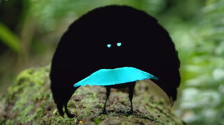 O pássaro foi descrito a partir de seu comportamento visual marcante e reforça como a biodiversidade ainda guarda espécies surpreendentes em regiões pouco exploradas.